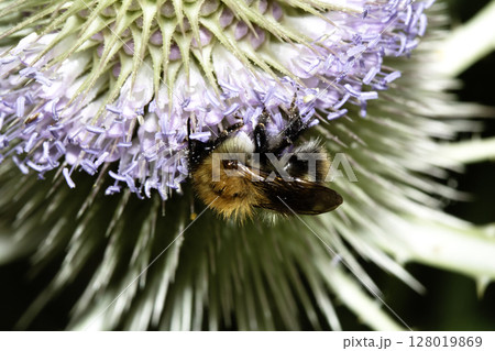 Close up of a purple flowering thistle plant with a bee on it collecting the pollen Close up of a purple flowering thistle plant with a bee on it collecting the pollen 128019869