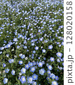 青いネモフィラ 128020158