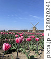 ピンクのチューリップ畑と風車 128020241