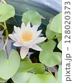 睡蓮の花 128020373