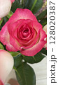 赤いバラ ピンクのバラ 128020387