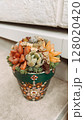 アート鉢に植えられた多肉植物 128020420