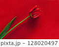 Elegant Red Tulip on a Matching Bold Red Background 128020497