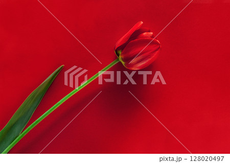 Elegant Red Tulip on a Matching Bold Red Background 128020497