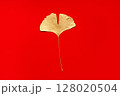 Golden Ginkgo Leaf On Vibrant Red Background for Decoration or Design 128020504