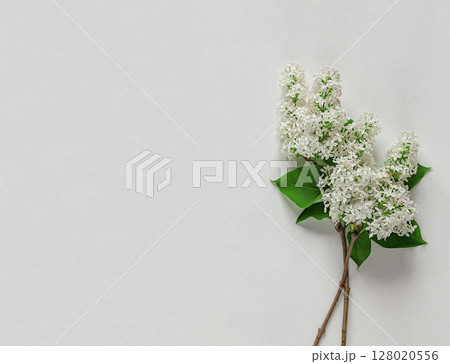 White Lilac Flowers Assembled on White and Wooden Background 128020556