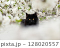 Black Cat Resting Among Flowering Blossoms in Springtime Scenic Nature 128020557