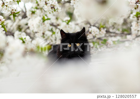 Black Cat Resting Among Flowering Blossoms in Springtime Scenic Nature 128020557