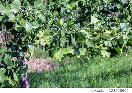 Fresh bright green leaves of ginkgo biloba. Branches of ginkgo tree in Nitra Botanical Garden in Slovakia. Fresh bright green leaves of ginkgo biloba. Branches of ginkgo tree in Nitra Botanical Garden in Slovakia. 128020662