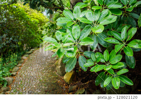 Cozy path in spring garden and wet tree leaves after the rain close up with copy space Cozy path in spring garden and wet tree leaves after the rain close up with copy space 128021120