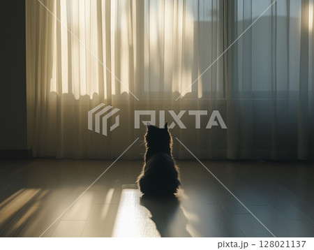 Fluffy gray cat sits by window with white sheer curtains in a sunlit, cozy room interior. 128021137
