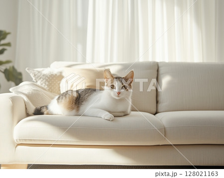 Japanese Bobtail cat lies relaxed on light sofa in cozy, sunlit room with warm natural light. Japanese Bobtail cat lies relaxed on light sofa in cozy, sunlit room with warm natural light. 128021163