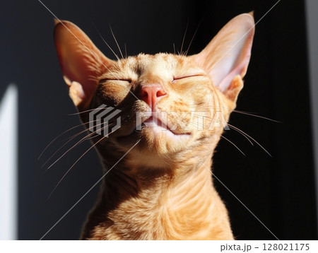 Happy ginger Cornish Rex cat sits contentedly in warm sunlight, basking in cozy rays. Happy ginger Cornish Rex cat sits contentedly in warm sunlight, basking in cozy rays. 128021175