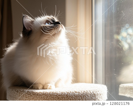 Himalayan cat sits peacefully in warm sunlight by the window, basking in natural light. 128021176