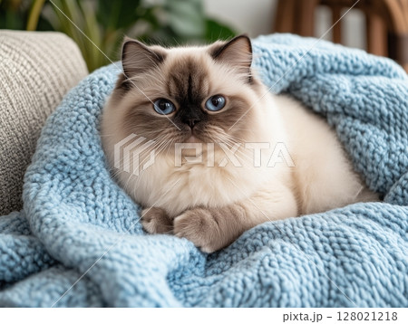 Himalayan cat lying comfortably wrapped in a soft blue knitted blanket, cozy and relaxed. Himalayan cat lying comfortably wrapped in a soft blue knitted blanket, cozy and relaxed. 128021218