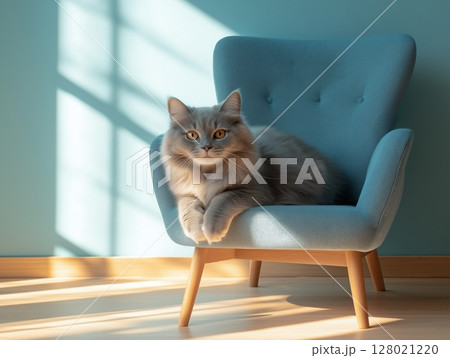 Fluffy gray cat lies comfortably on a soft blue armchair, cozy and relaxed indoors. Fluffy gray cat lies comfortably on a soft blue armchair, cozy and relaxed indoors. 128021220