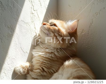 Fluffy ginger cat sits peacefully in warm sunlight near a textured concrete wall. Fluffy ginger cat sits peacefully in warm sunlight near a textured concrete wall. 128021225