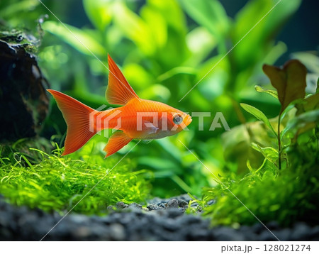 Beautiful aquarium fish swimming gracefully in clear water, close-up, tropical and colorful. Beautiful aquarium fish swimming gracefully in clear water, close-up, tropical and colorful. 128021274