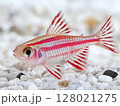 Beautiful aquarium fish swimming gracefully in clear water, close-up, tropical and colorful. 128021275