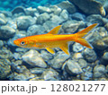 Beautiful aquarium fish swimming gracefully in clear water, close-up, tropical and colorful. 128021277