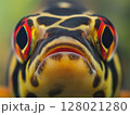 Beautiful aquarium fish swimming gracefully in clear water, close-up, tropical and colorful. 128021280
