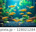 Bright tropical aquarium fish swimming among rocks and plants in a vibrant underwater scene. 128021284