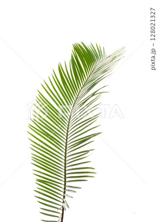 ソテツの若葉(白背景の背景素材) 128021327