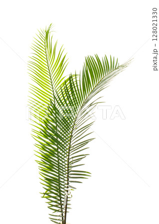 ソテツの若葉(白背景の背景素材) ソテツの若葉(白背景の背景素材) 128021330