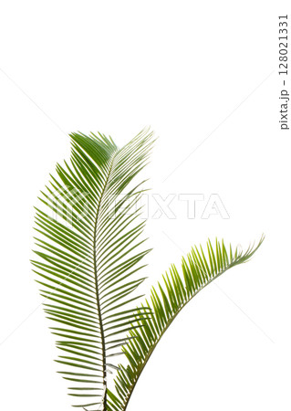 ソテツの若葉(白背景の背景素材) ソテツの若葉(白背景の背景素材) 128021331
