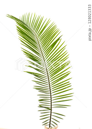 ソテツの若葉(白背景の背景素材) 128021333