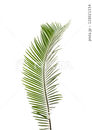 ソテツの若葉(白背景の背景素材) 128021334