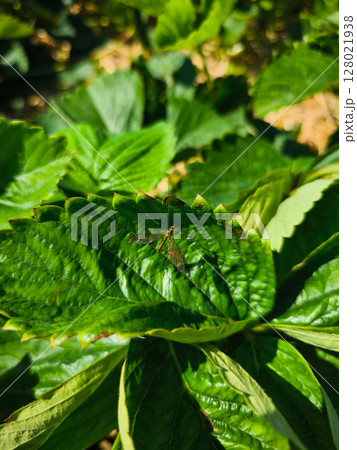 Crane fly resting on vibrant green strawberry leaf in summer sunlight Crane fly resting on vibrant green strawberry leaf in summer sunlight 128021938