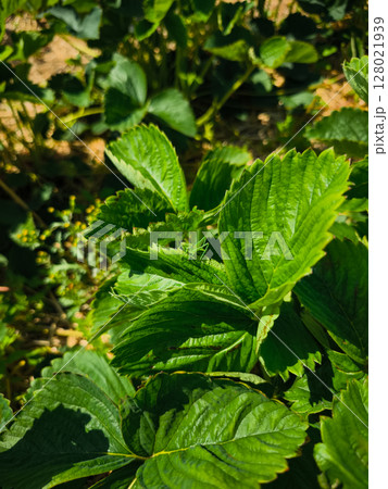 Green grasshopper hiding on strawberry leaves in summer sunlight 128021939