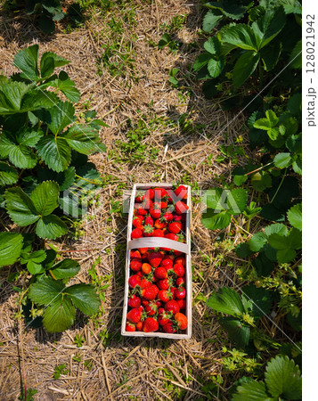 Basket full of freshly picked strawberries in a field Basket full of freshly picked strawberries in a field 128021942