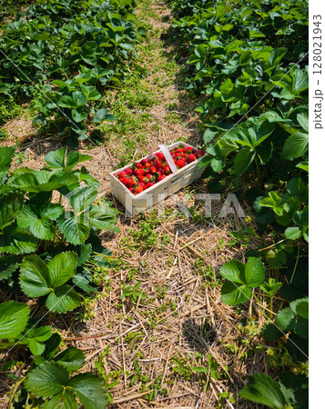 Freshly picked strawberries in basket at pick your own farm 128021943