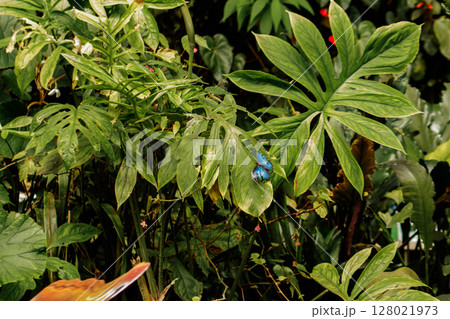 Blue butterfly resting on green leaf in botanical garden 128021973
