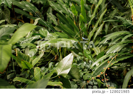 Butterflies flying among lush green plants in botanical garden Butterflies flying among lush green plants in botanical garden 128021985