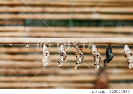 Butterfly Papilio cocoons hanging from a branch, transforming in botanical garden prague Butterfly Papilio cocoons hanging from a branch, transforming in botanical garden prague 128021986