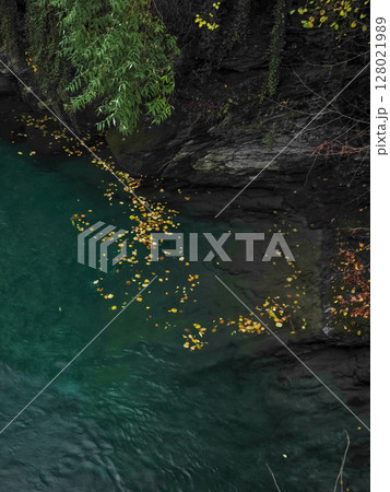 Vibrant yellow leaves drift on the emerald waters of a river in aosta, italy, surrounded by lush greenery and rocky banks in november pontboset 128021989