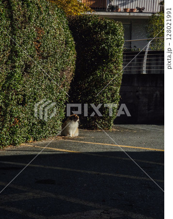 Fluffy feline cat basking between trimmed hedges, soaking sunlight in urban aosta landscape during late autumn month Verres 128021991