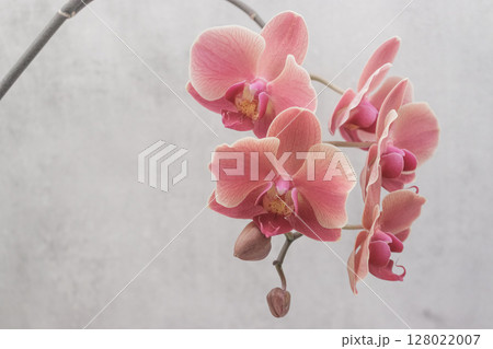 Blooming pink orchid flowers on a gray background copy space 128022007
