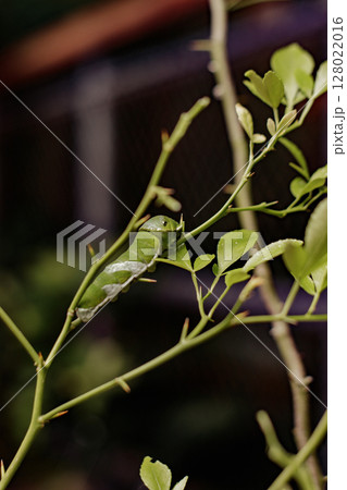 Green caterpillar crawling on a thorny branch, concept of transformation and life 128022016
