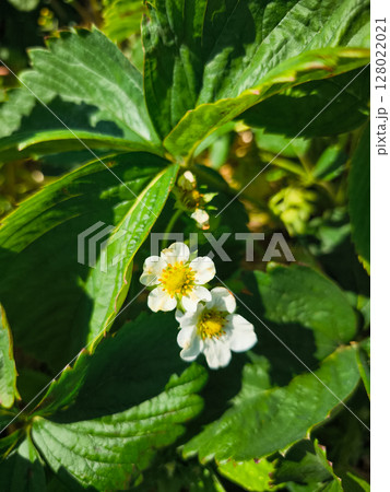 Delicate white strawberry flowers blooming in sunlight 128022021