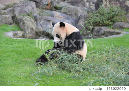 おいしそうな竹を探す愛浜 おいしそうな竹を探す愛浜 128022060