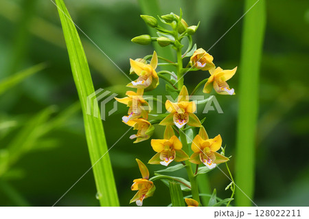 カキランの花 128022211