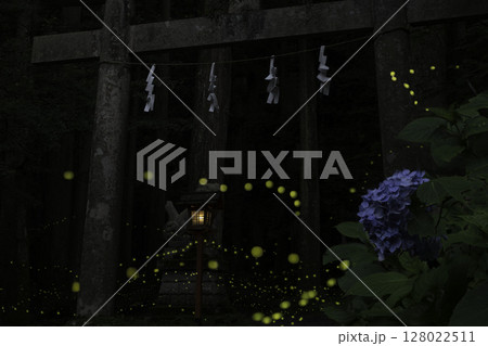 二岡神社鳥居のヒメボタルと紫陽花 128022511