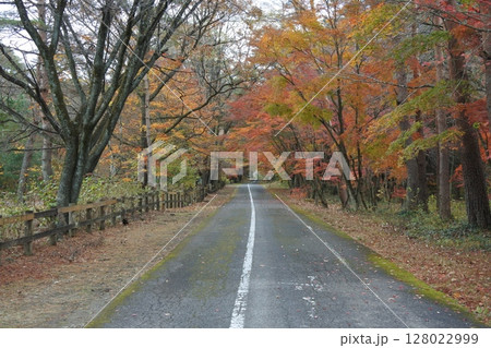 紅葉と道 128022999