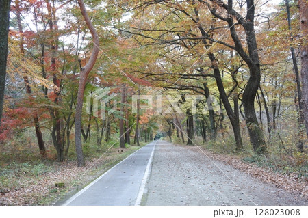 紅葉と道 128023008