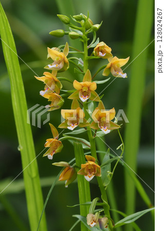 カキランの花 128024267