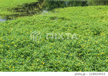 オオバナミズキンバイ 128024433